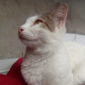 A cat, illustrating Silk Bow Tie